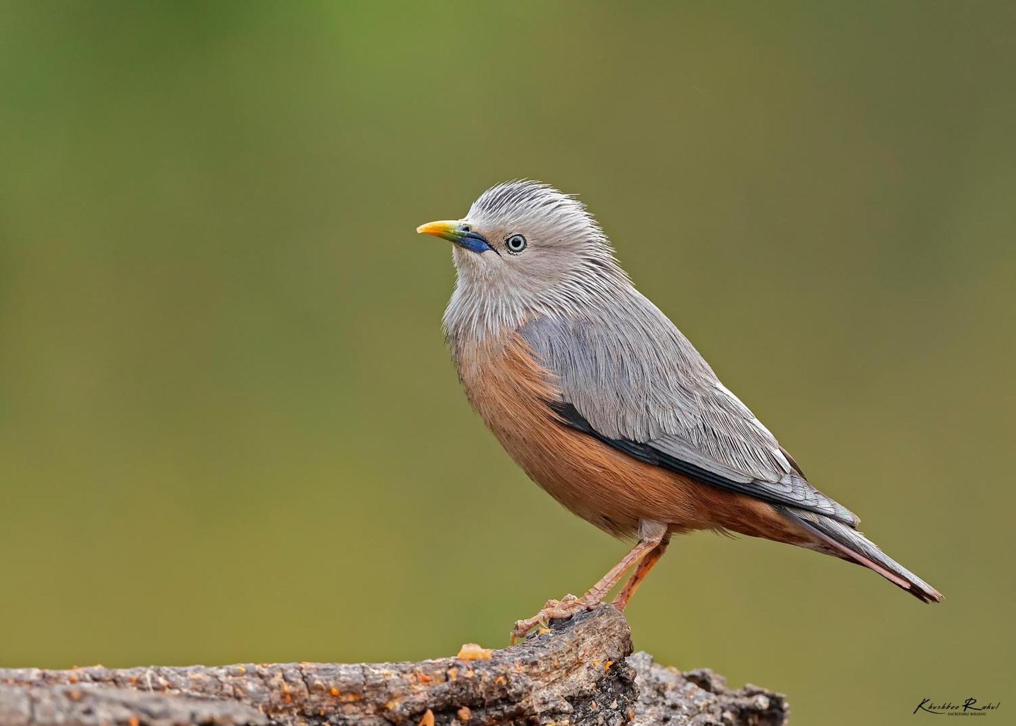 Bhīm TālIncredible Birding Camp公寓 外观 照片