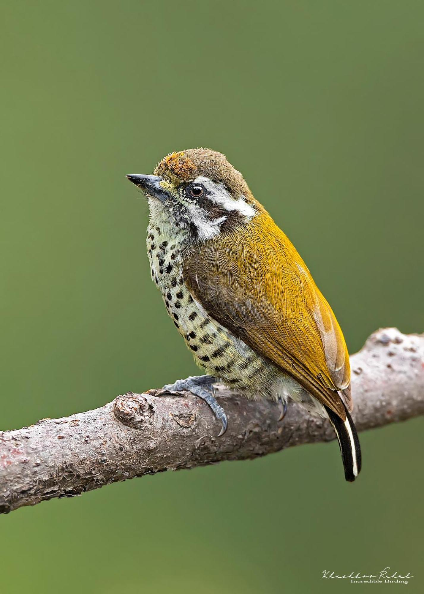 Bhīm TālIncredible Birding Camp公寓 外观 照片