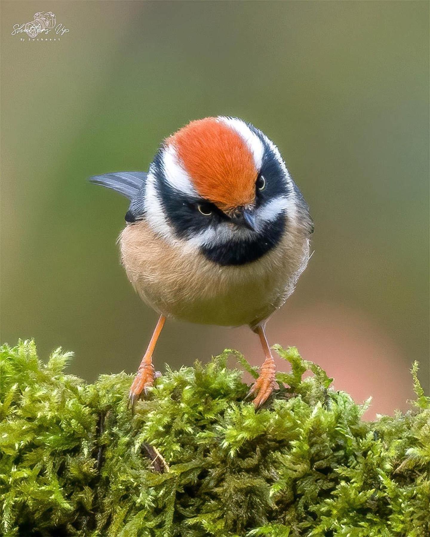 Bhīm TālIncredible Birding Camp公寓 外观 照片