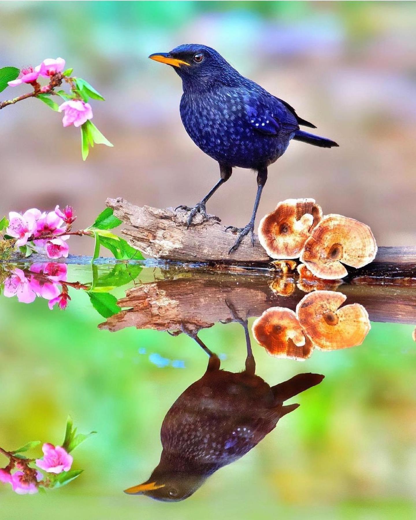 Bhīm TālIncredible Birding Camp公寓 外观 照片