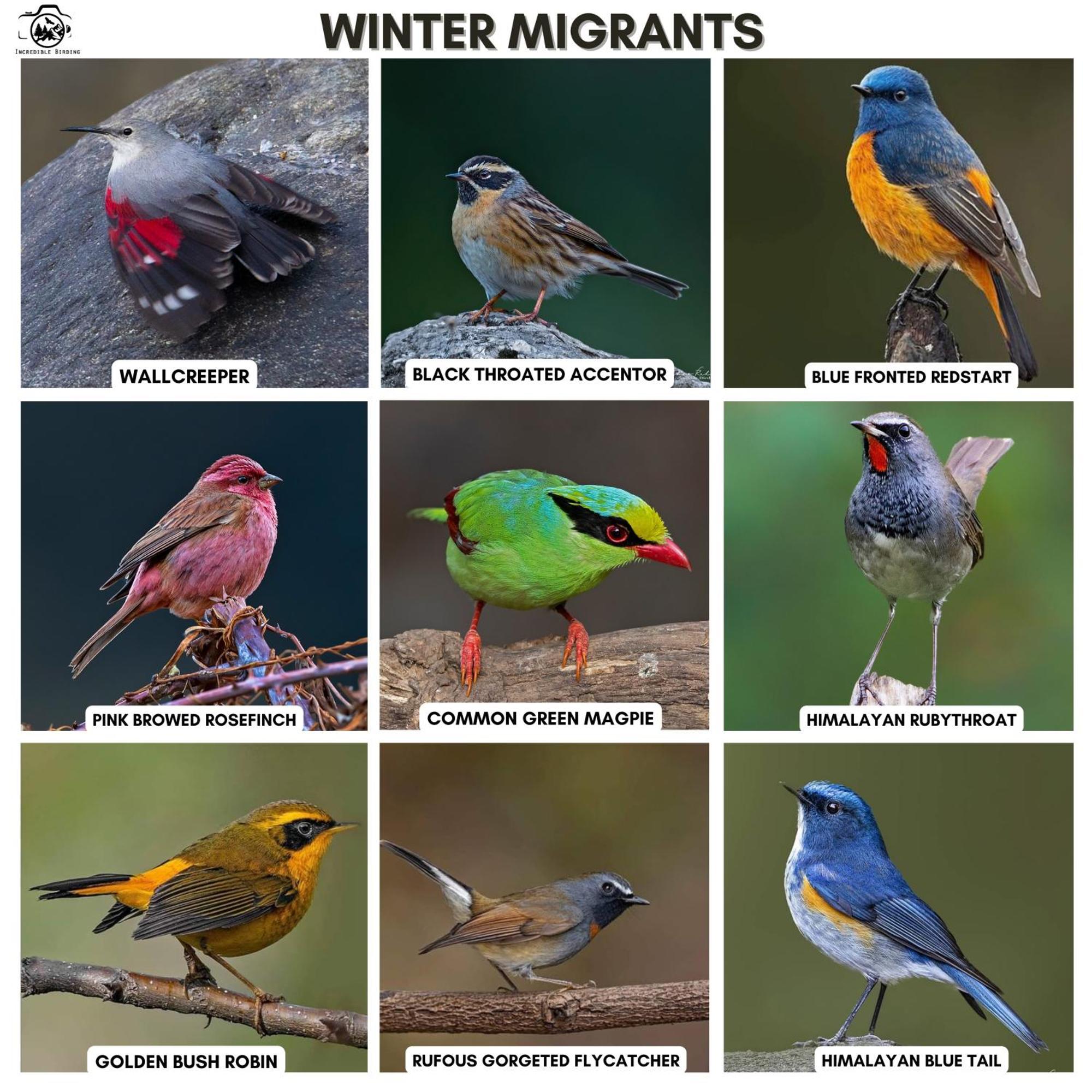 Bhīm TālIncredible Birding Camp公寓 外观 照片
